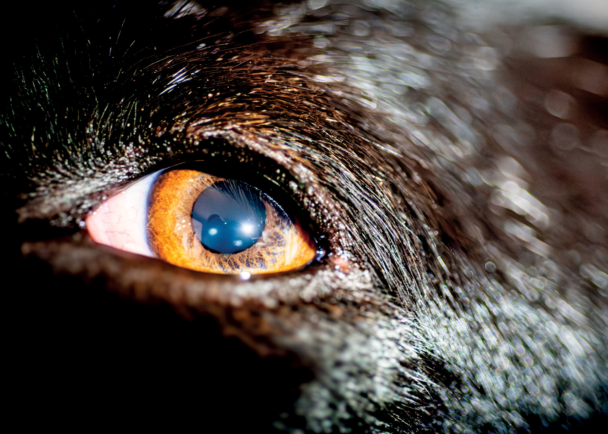 The Eye Does Not Lie — Portrait by Abed Nasser